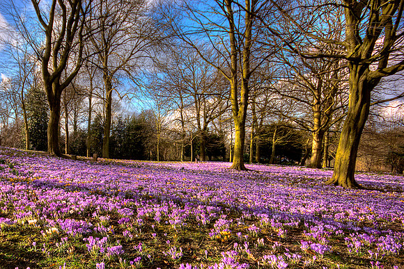 Spring in Walsall Arboretum